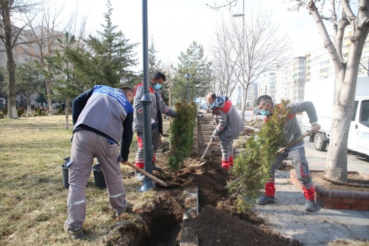 Melikgazi’nin parklarına ağaç ve süs bitkisi dikimi başladı