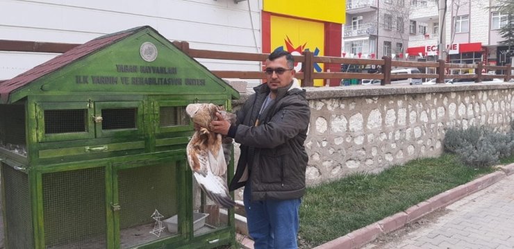 Vatandaşın bulduğu yaralı şahin koruma altına alındı