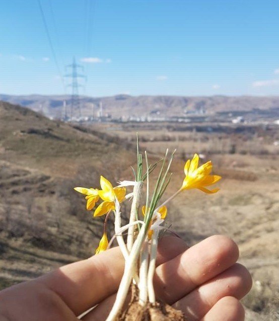 Baharın habercisi çiğdemler erken açtı