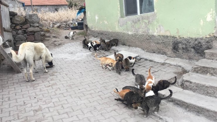 Konya’da yaklaşık 30 kedi besleyen imam: "Biz onlara baktıkça huzur bulduk"