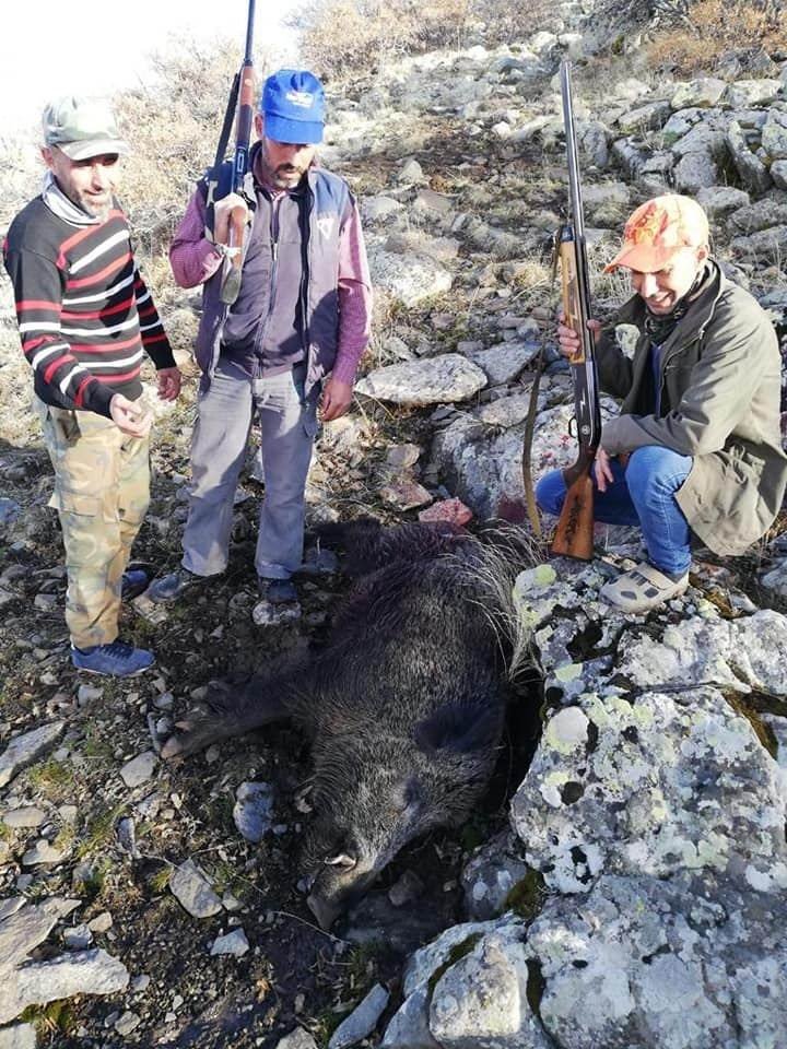 Tarım arazilerine zarar domuzlar öldürüldü