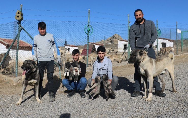 Ünü ülke sınırlarını aştı, fiyatı altınla yarışıyor