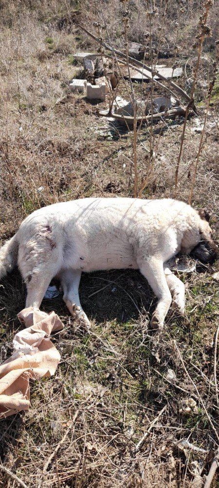 Mahalle ortasında iki köpek silahla vurularak öldürüldü