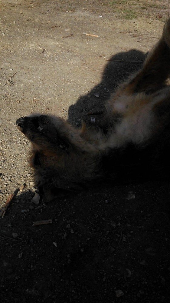 Mahalle ortasında iki köpek silahla vurularak öldürüldü