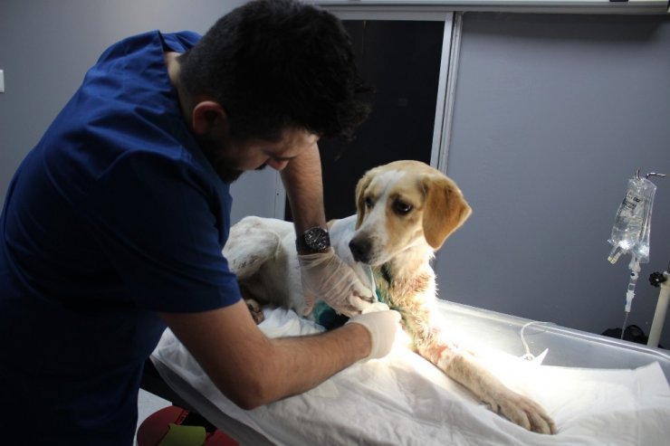 Dakikalarla yarıştılar yaralı köpeği hayatta tuttular