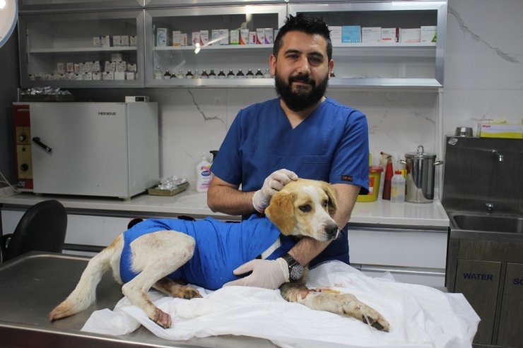 Dakikalarla yarıştılar yaralı köpeği hayatta tuttular