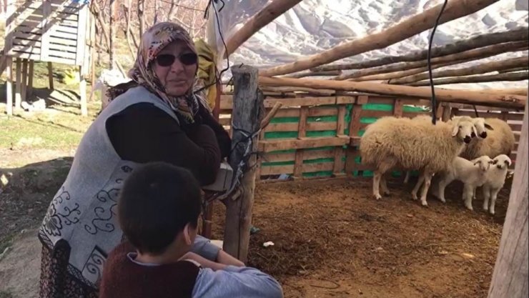 Konya’da şehit annesinin koyunları çalındı