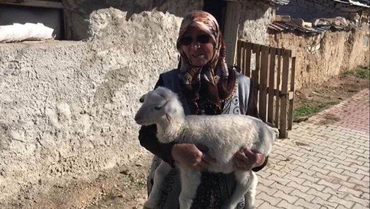 Konya’da şehit annesinin koyunları çalındı