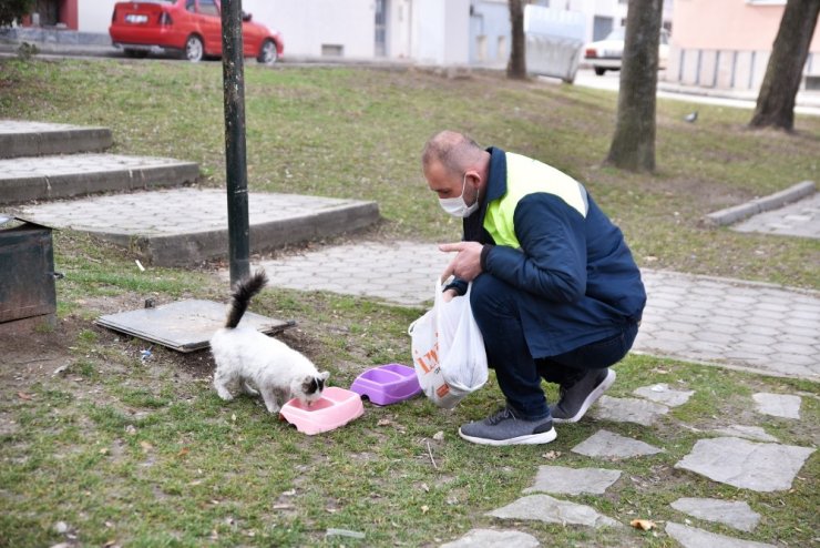 Kedilerde görülen FIP hastalığında yaşanan artış üzerine bir dizi önlem alındı