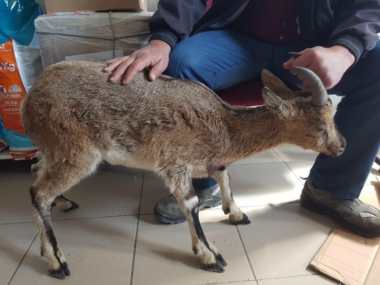 Koruma altındaki yavru yaban dağ keçisi ölmek üzereyken bulundu