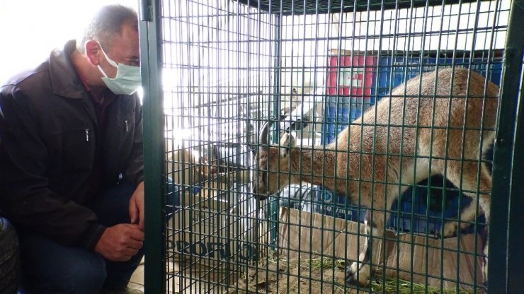 Koruma altındaki yavru yaban dağ keçisi ölmek üzereyken bulundu