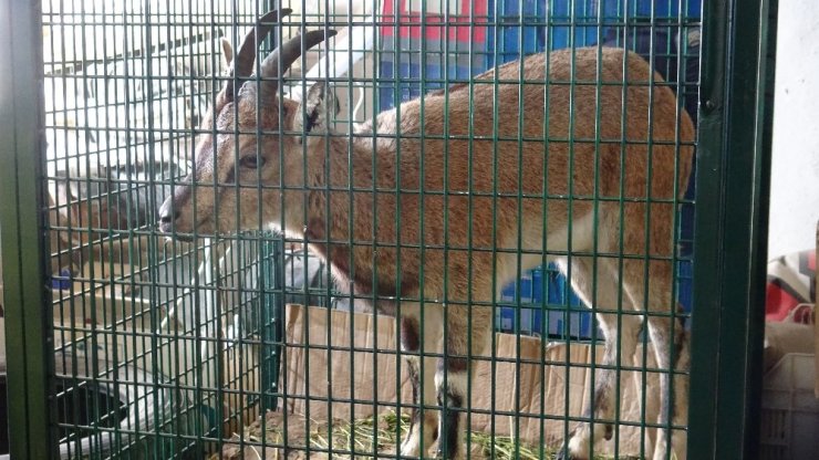 Koruma altındaki yavru yaban dağ keçisi ölmek üzereyken bulundu