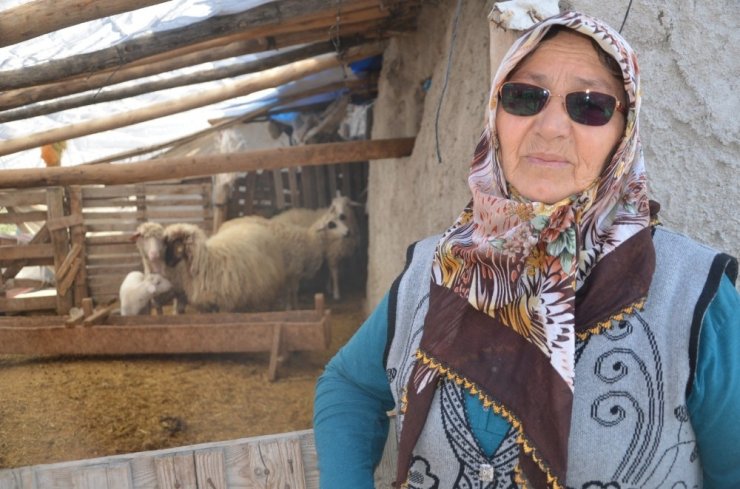 JASAT ekipleri koyunları çalınan şehit annesini mutlu etti