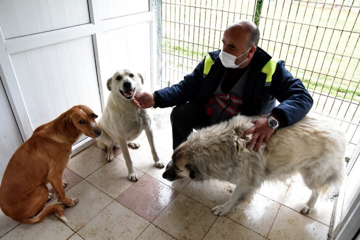 Üç köpek Doğal Yaşam Merkezi’nin misafiri oldu