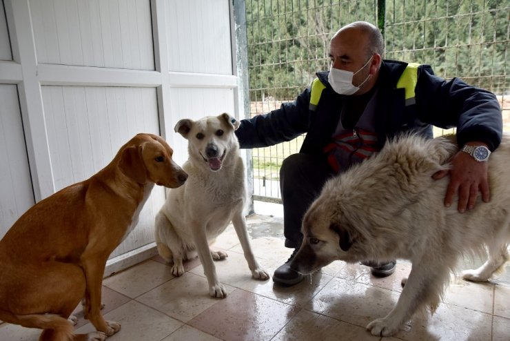 Üç köpek Doğal Yaşam Merkezi’nin misafiri oldu