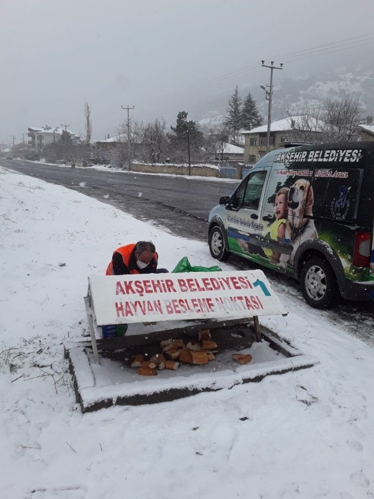 Akşehir Belediyesi sokak hayvanlarını beslemeyi sürdürüyor