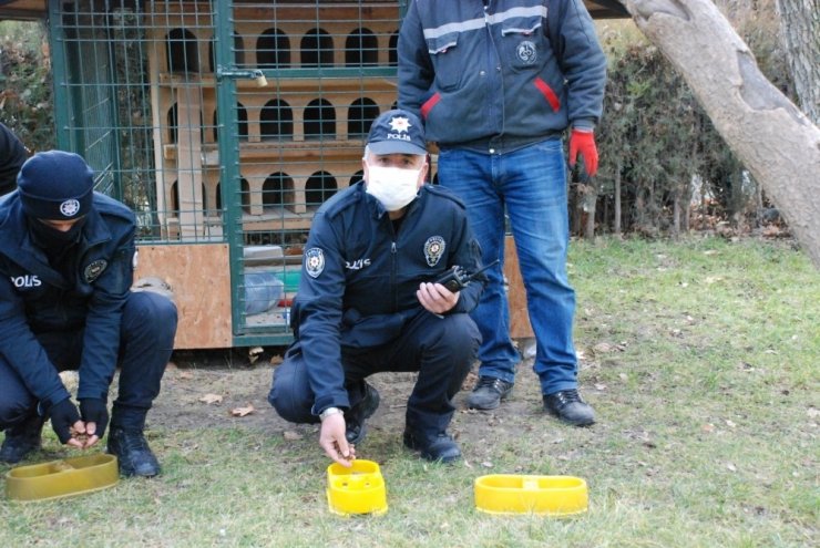 Yiyecek bulmakta zorlanan sokak hayvanları beslendi