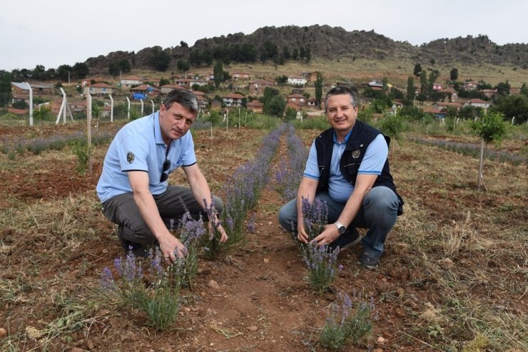 Alpu’da orman yatırımları yüzleri güldürüyor