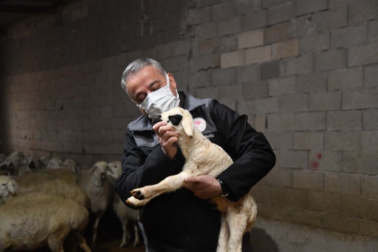 Mandıra filozofu besicilikte de başarılı oldu