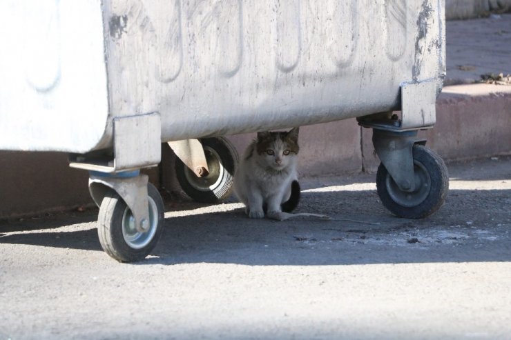 Dikkat kedi çıkabilir