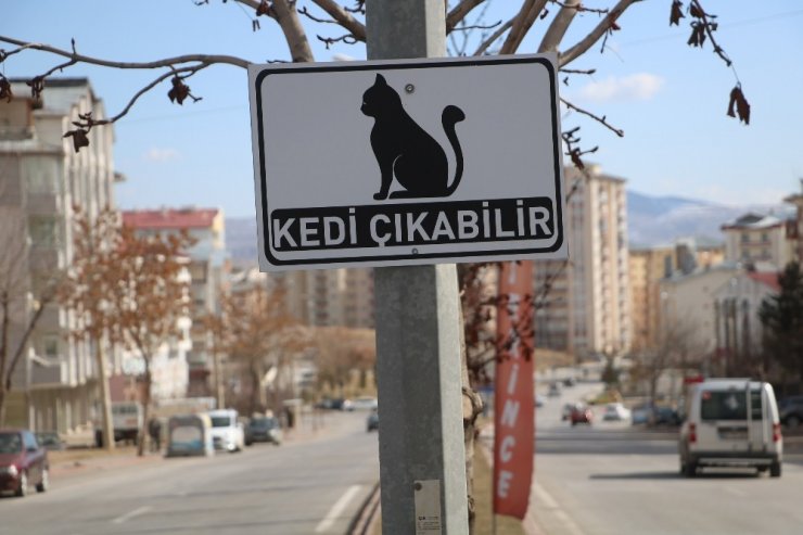 Dikkat kedi çıkabilir