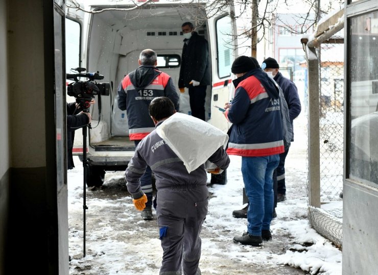 Ankara Büyükşehir Belediyesi’nden can dostlar için soğuk günlerde gönüllülerle iş birliği