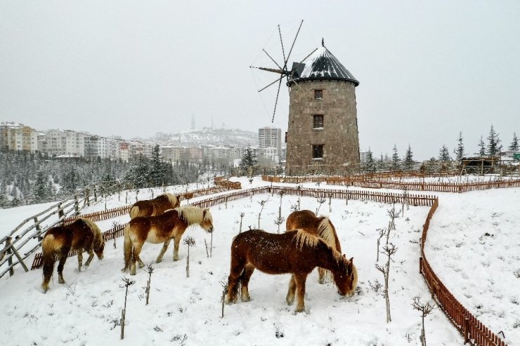 İzmir’de faytonların kaldırılması ile özgür kalan atların kar keyfi