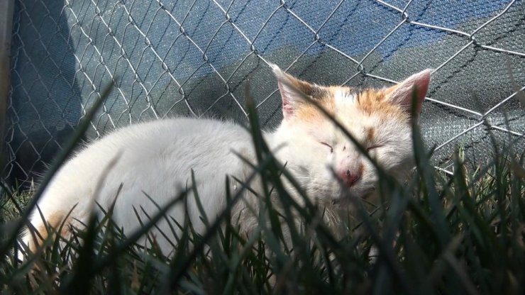 Engelleri kaldıran ’kedi köyü’