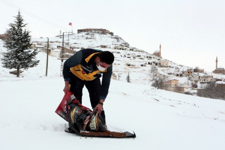 Nevşehir’de sokak hayvanları unutulmadı