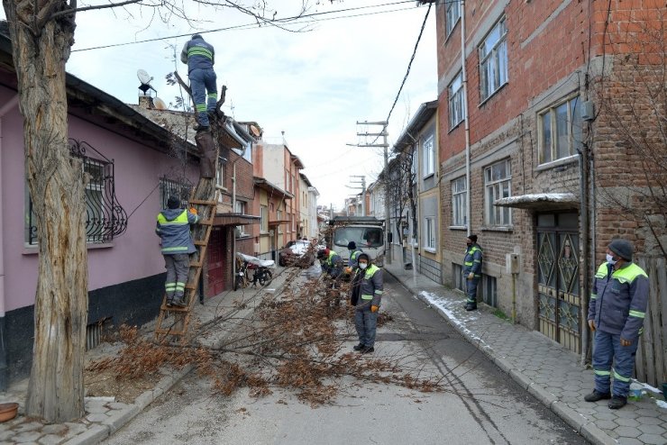 Tepebaşı’nda ağaç budama çalışmaları sürüyor