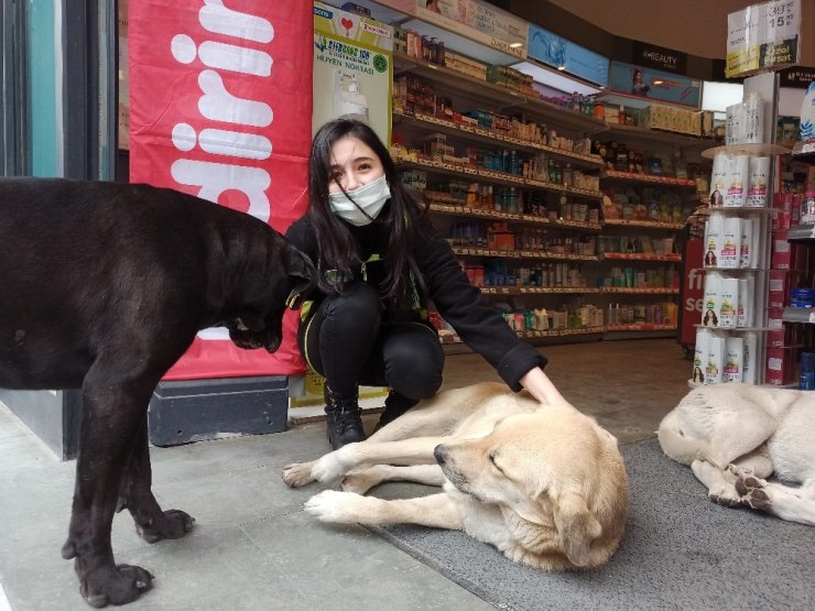 Soğuktan mağazaya sığınan köpeklere çalışanlar bakıyor