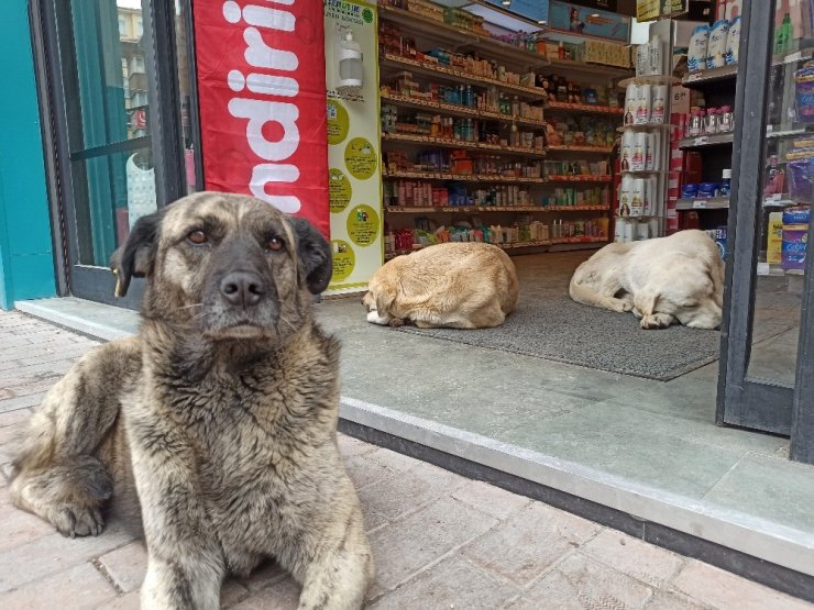 Soğuktan mağazaya sığınan köpeklere çalışanlar bakıyor