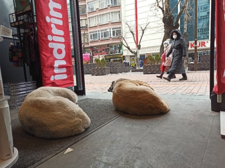 Soğuktan mağazaya sığınan köpeklere çalışanlar bakıyor