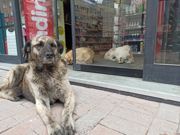 Soğuktan mağazaya sığınan köpeklere çalışanlar bakıyor