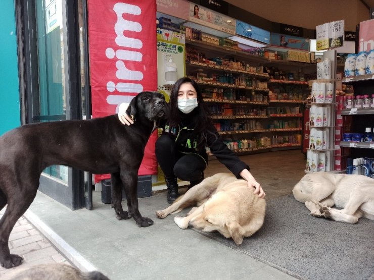 Soğuktan mağazaya sığınan köpeklere çalışanlar bakıyor