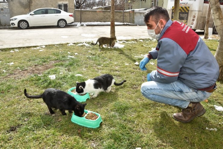 Sokaktaki canlar aç bırakılmıyor