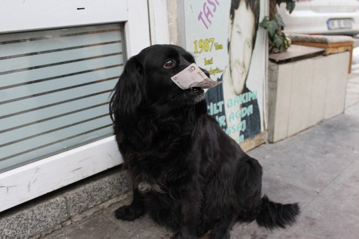 Çevreci köpek ‘Zeytin’ alışverişini kendisi yapıyor