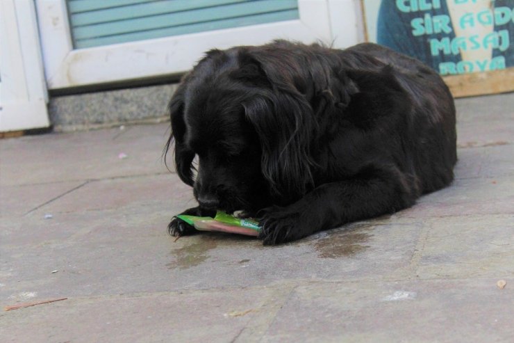 Çevreci köpek ‘Zeytin’ alışverişini kendisi yapıyor