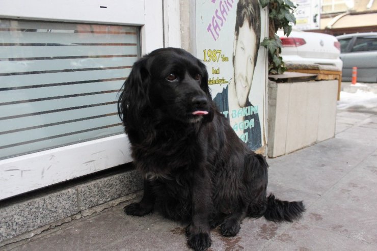 Çevreci köpek ‘Zeytin’ alışverişini kendisi yapıyor