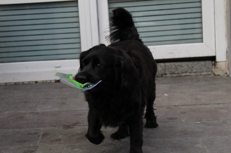 Çevreci köpek ‘Zeytin’ alışverişini kendisi yapıyor