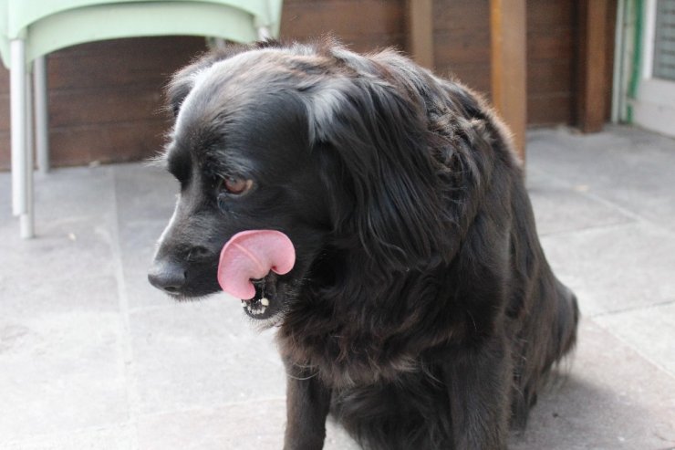 Çevreci köpek ‘Zeytin’ alışverişini kendisi yapıyor