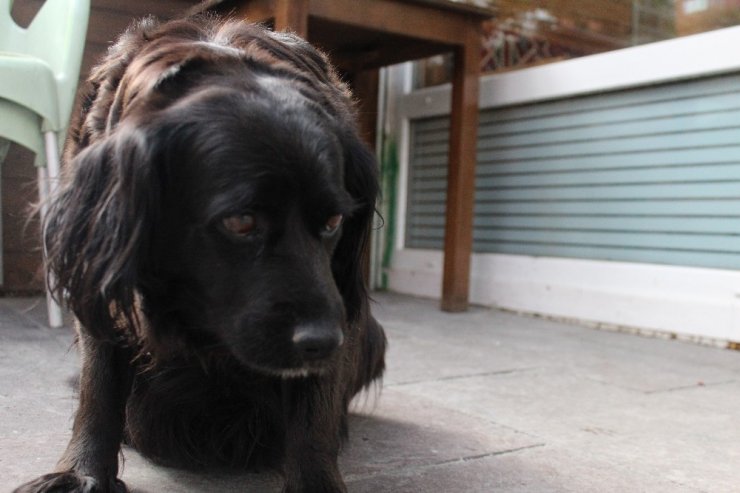 Çevreci köpek ‘Zeytin’ alışverişini kendisi yapıyor