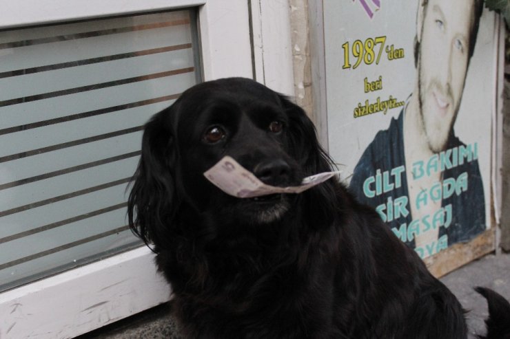 Çevreci köpek ‘Zeytin’ alışverişini kendisi yapıyor