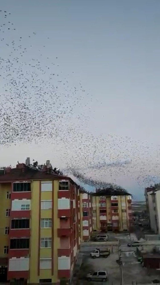 Sığırcıkların dansı hayran bıraktı