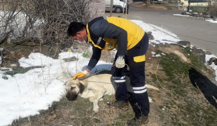 Gözleri görmeyen köpeğe Nevşehir Belediyesi sahip çıktı