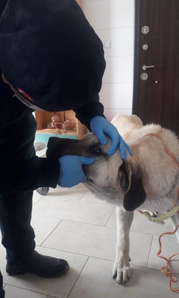 Gözleri görmeyen köpeğe Nevşehir Belediyesi sahip çıktı