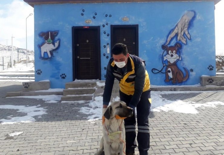 Gözleri görmeyen köpeğe Nevşehir Belediyesi sahip çıktı