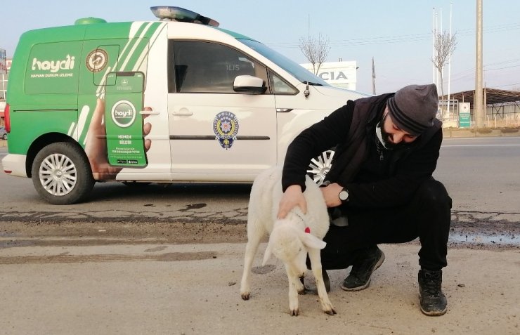 Sürüden kopan sevimli kuzu kendini karayolunda buldu