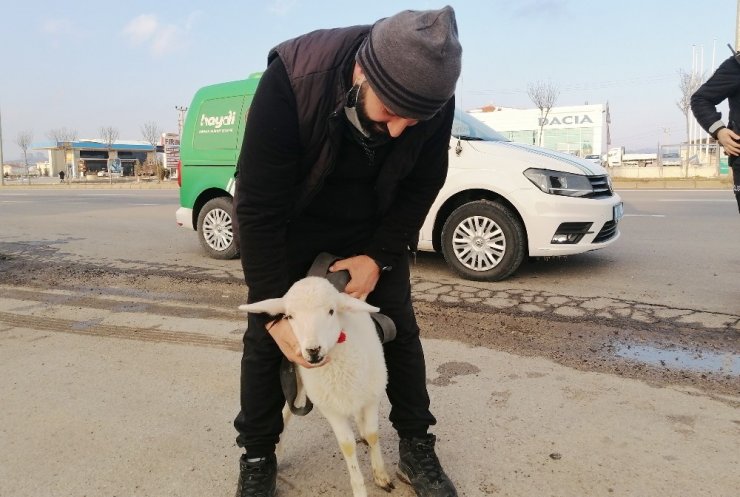 Sürüden kopan sevimli kuzu kendini karayolunda buldu