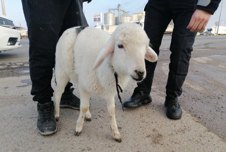 Sürüden kopan sevimli kuzu kendini karayolunda buldu